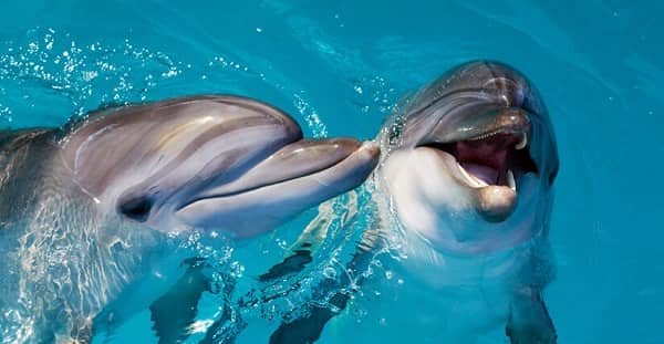 Communicate With Dolphins