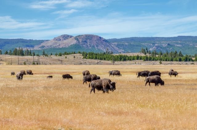 Yellowstone Bison Plan Lawsuits