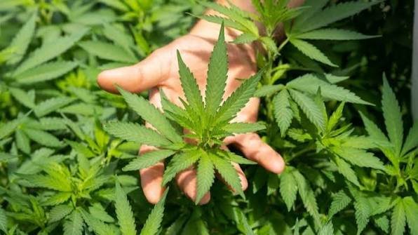 Growing Weed