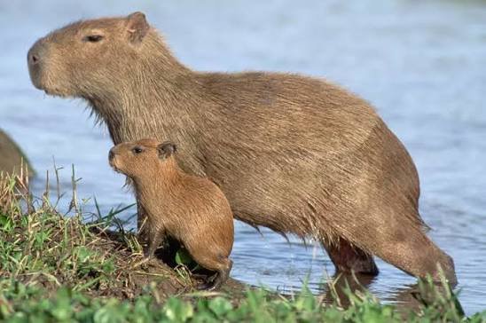 Capybara in Illinois