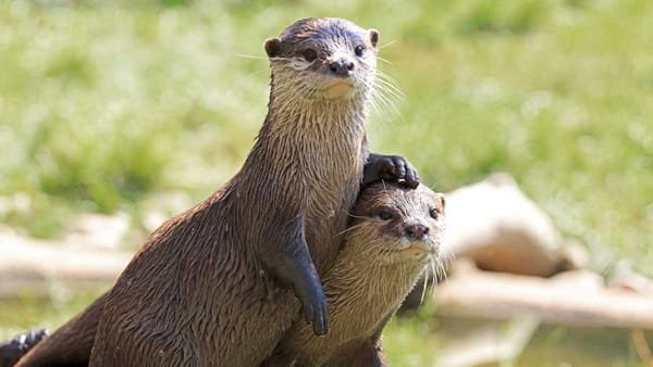 Legal to Own an Otter in Illinois