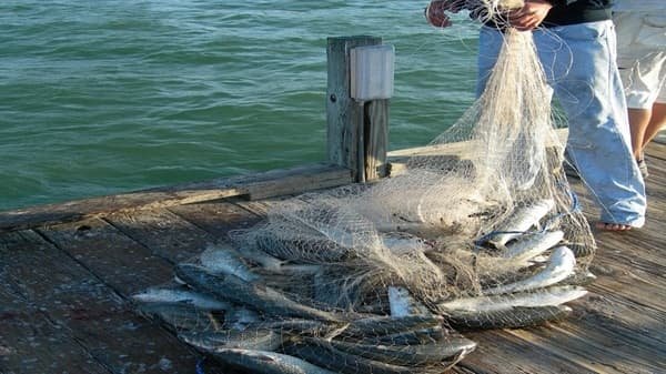 Net Fishing