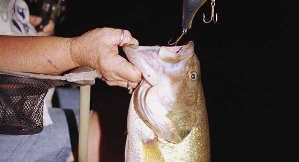 Night Fishing Legal in Illinois