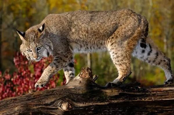 Own a Bobcat in Illinois