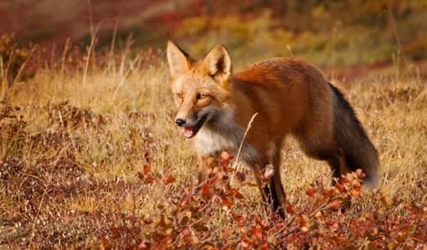 Own a Fox in Illinois