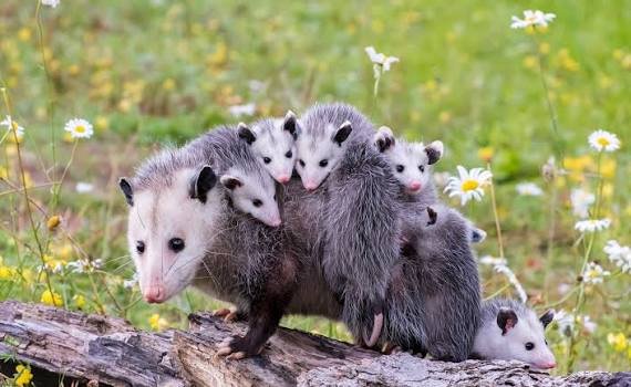 Own a Possum in Illinois