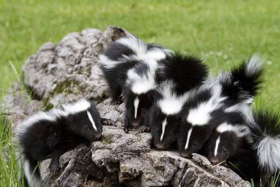 Own a Skunk in Illinois