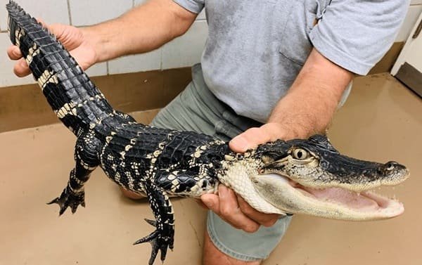 Own an Alligator in Illinois